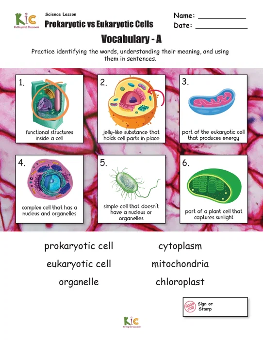 U3 L1 Prokaryotic and Eukaryotic Cells_Page_08